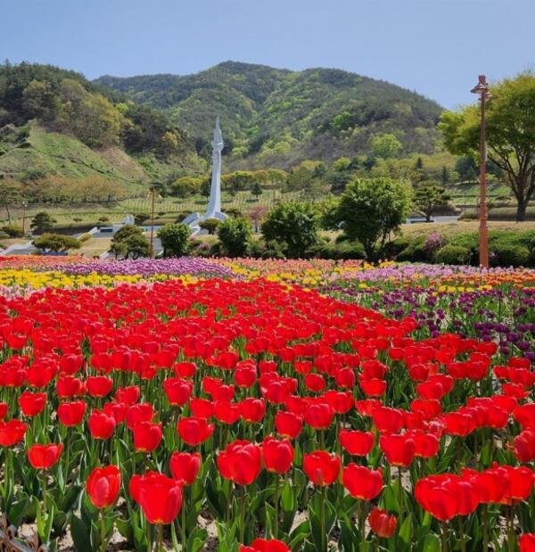 추모공원의 봄, 그 시작을 알리는 튤립 꽃동산 - 경남데일리