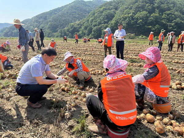 합천군여성단체협의회 농가 일손돕기 봉사활동 펼쳐