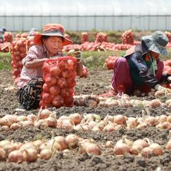 [포토뉴스] 폭염주의보 속 양파 수확 한창 - 경남데일리