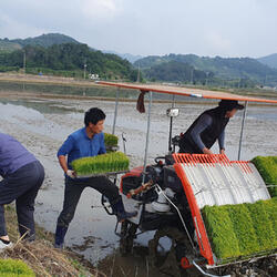 밀양시, 친환경 쌀생산 친환경농업단지 조성사업 시행