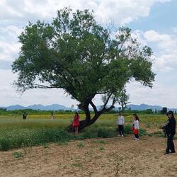 밀양 하남읍, 명례생태공원에 메밀밭 쉼터 주민 ‘호응’