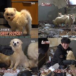 [SBS TV동물농장] 22마리 개를 쓰레기집에 방치한 견주, “방치가 죄인 줄 몰랐다”