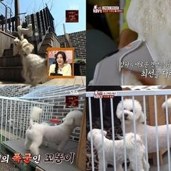 [SBS TV동물농장] 5개월간 손도 못 대던 시루, 품안으로 뛰어 들자 분당시청률 급상승