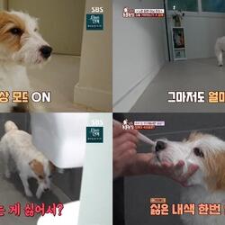 [SBS TV동물농장] 참깨의 문턱 넘기 거부 이유? 집에 들어가면 목욕이라구!