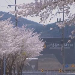 진주청동기문화박물관, 봄맞이 이벤트‘청동기 벚꽃 페스타’ 운영 - 경남데일리