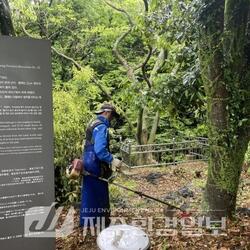 제주자연문화재돌봄센터, 도기념물 ‘무환자 나무’ 돌봄 활동