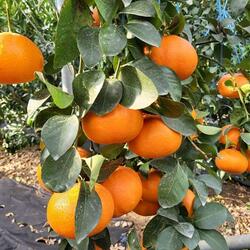 ‘맛나봉’, ‘레드스타’, ‘설향’ 내년부터 농가 보급