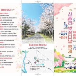 ‘벚꽃길 따라 행복한 동행’성산읍 신풍리 벚꽃터널 축제 개최