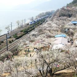 봄 알리는 양산 꽃축제 다양하게 열려