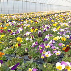 함양군농업기술센터 봄을 알리는 꽃모종 공급