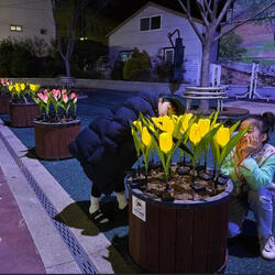 산청읍 태양광 LED 활용한 꽃길 조성
