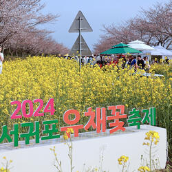2024 서귀포유채꽃축제 성황리에 마무리