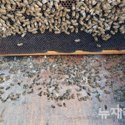 그해 겨울 꿀벌 1억6천마리 죽거나 사라졌다