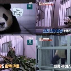 [SBS TV동물농장] 한국에서의 3년 8개월, 끝이 아닌 안녕, 푸바오