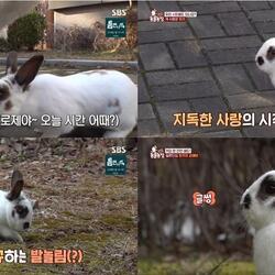 [SBS TV동물농장] 판다토끼의 강아지 사랑, 너만 말고 강아지 전부를 사랑해