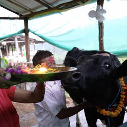 <다큐ON> 네팔에 간 101마리의 한국 젖소들은 어떻게 됐을까?   한국 젖소가 불어온 희망의 바람!